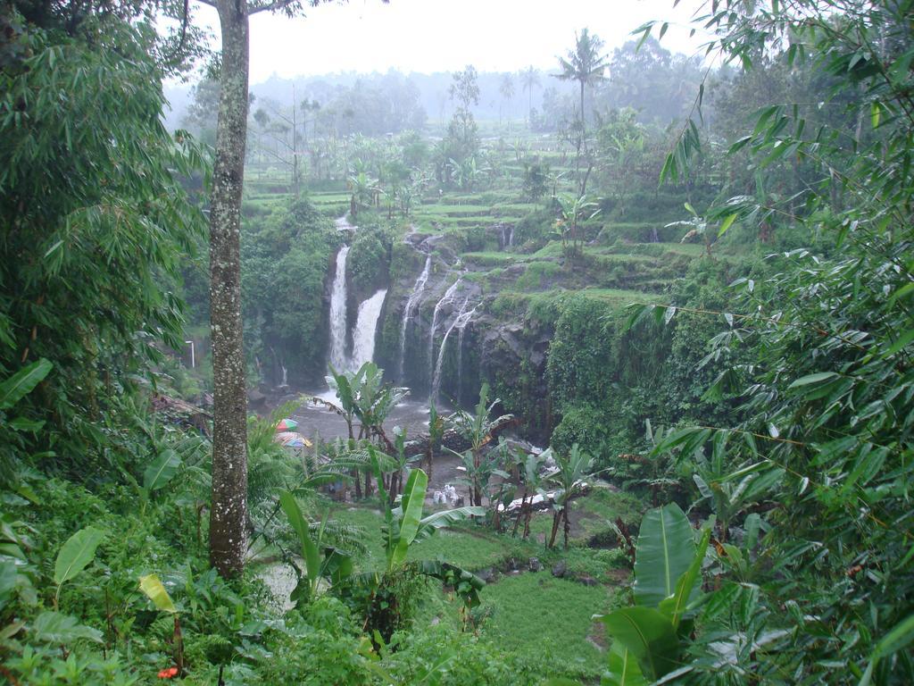 Thalia Homestay & Ijen Bromo Tour Banyuwangi  Exterior foto
